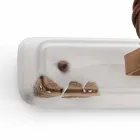 Aplikoni dy zanat Amelia Ferroluce Viadurini