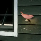 Llambë muri në natyrë në Majolica toskane të smaltuar Prodhuar në Itali - Uccellino Viadurini