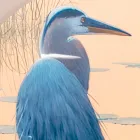 Përbërja e pikturave prej druri me printim zogu Prodhuar në Itali - Belize Viadurini