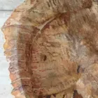 Larje banjo me fosile ylli në këmbë yll, një dizajn unik Viadurini