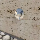 Marker Led për Jashtë me 2W çelik inox 4 copë - Elisir Viadurini