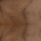 Karrige e mbushur me bazë druri lisi Prodhuar në Itali - Sebastian Viadurini